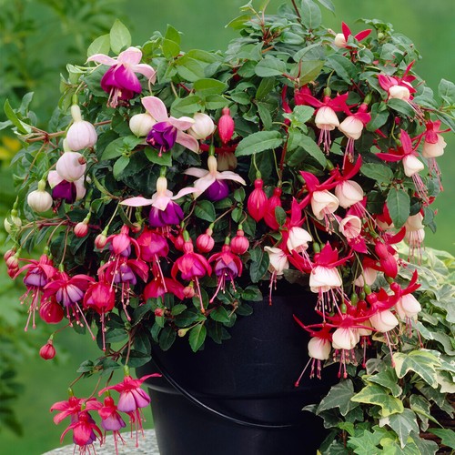 Fuchsia garden ready plants - garden,