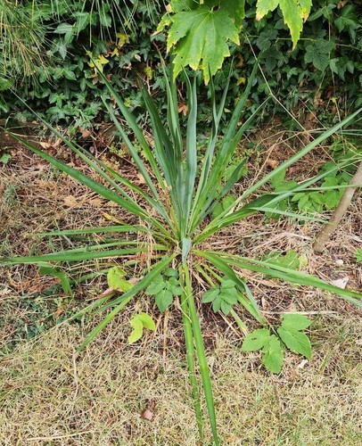 Yucca rostrata evergreen - yucca, 65cm