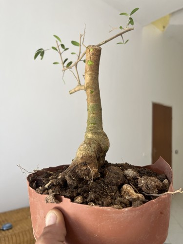 Olive bonsai mediterranean - olive,
