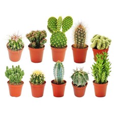 10 X DIFFERENT MIXED CACTUS