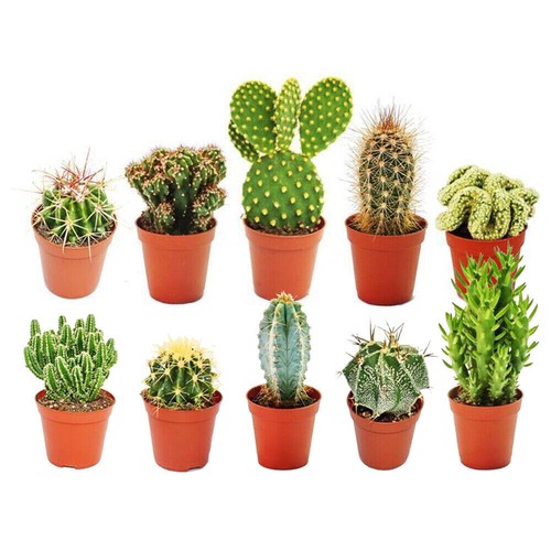Different mixed cactus - x,