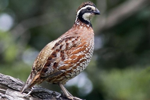 Gun dog bob white quail - bob,