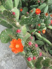 PRICKLY PEAR OPUNTIA