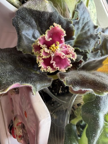Saintpaulia african violet one - saintpaulia,