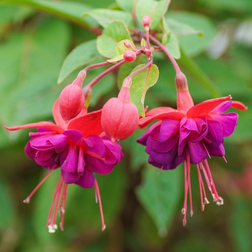 Fuchsia dollar princess plants - dollar,