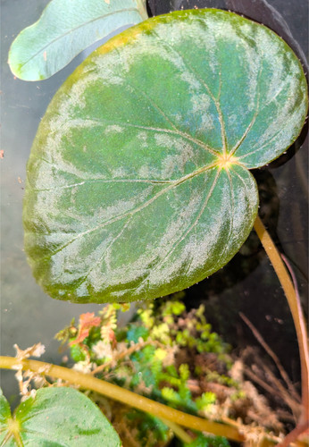 Begonia pavonina indoor - begonia,
