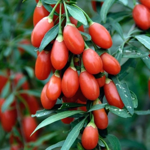Sweet cherry goji berry - goji,