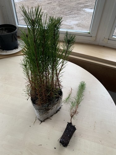 Scot pine pinus - scot’s, (pinus