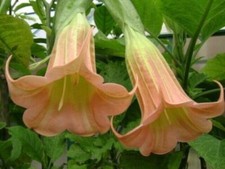 brugmansia Mobisu
