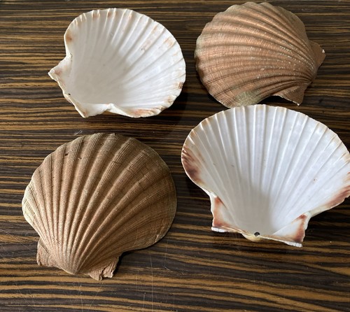 Scallop shells curved gold - scallop,