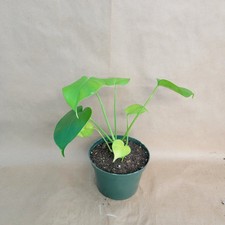 Large Monstera Deliciosa 6"