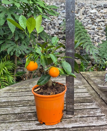 Citrus calamondin 12cm - 12cm, a
