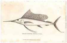 1803 Geo Shaw's engraving ~