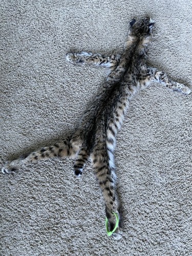 Bobcat complete taxidermy - complete,