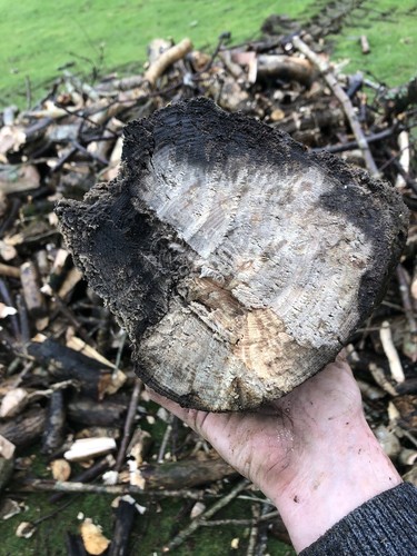 Logs fire wood branch - fire,
