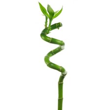 5 x Lucky Bamboo 40cm Spiral