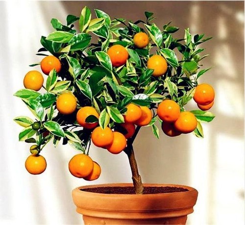 Juicy sweet mandarin - juicy,