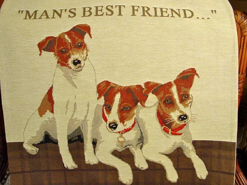 Jack russell terrier dog - jack,