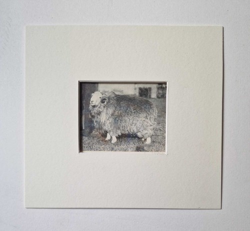 Farmer stockbreeder herdwick - stockbreeder,