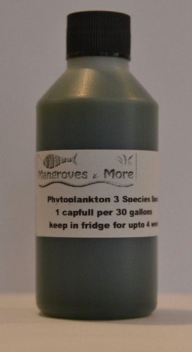 Live marine phytoplankton - marine,
