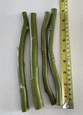 Twisted corkscrew willow - twisted,