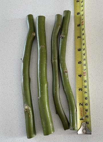 Twisted corkscrew willow - twisted,