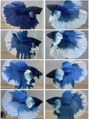 Male betta live fish - betta, x1