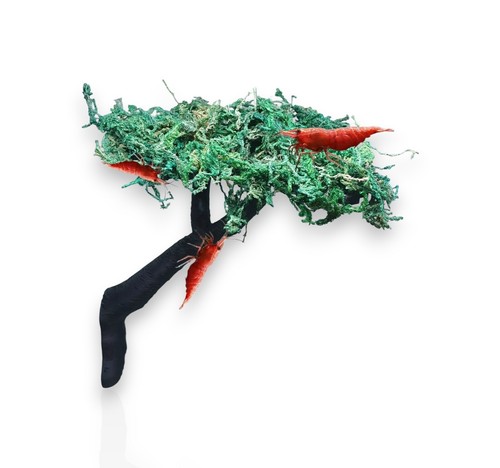 Shrimp moss tree - , aquarium