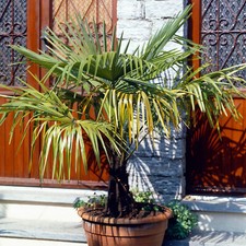 Trachycarpus Fortunei Chusan