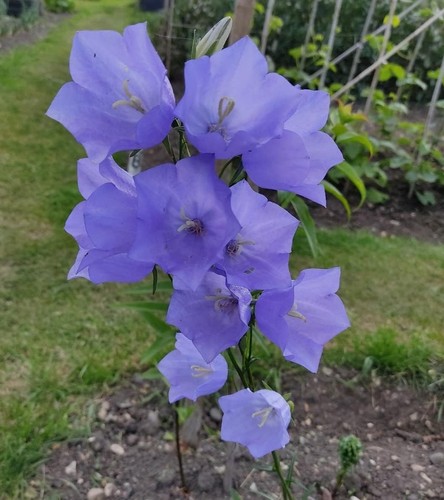 Metchar 10x campanula - 10x,