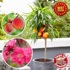 Peach Dwarf Fruit Tree Winter Hardy Patio Garden Prunus persica 50-60cm tall