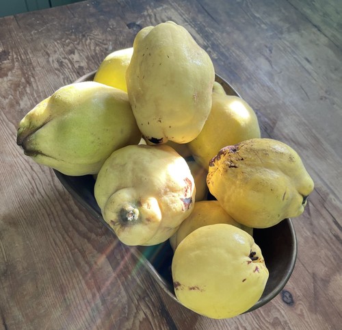 Fresh quince fruit - fresh,