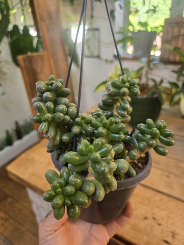 Jelly bean plant sedum - bean, (sedum
