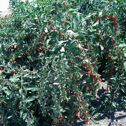 T179c lot goji berry fresh - lot,