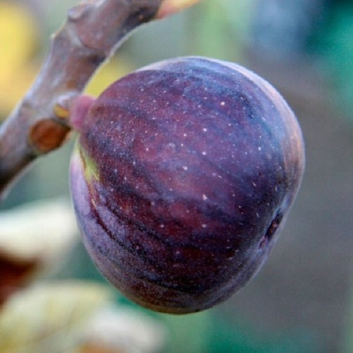Fig tree brown turkey - tree, ''brown