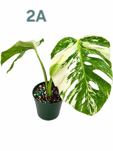 Monstera borsigiana albo - borsigiana,