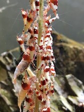 10 Small flat Bonsai Shrimp