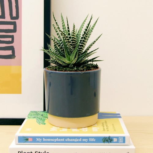 Haworthia fasciata big - fasciata, band