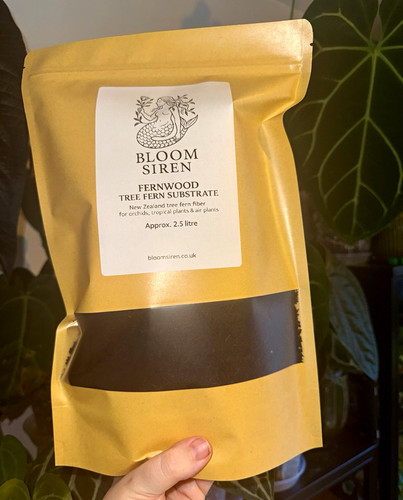 Bloom siren tree fern - bloom,