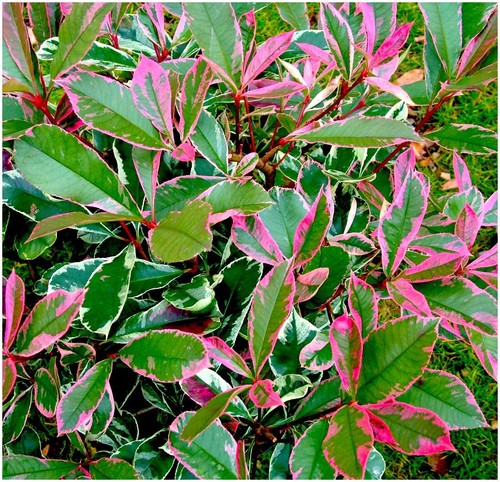 Photinia fraseri louise - 'louise', |