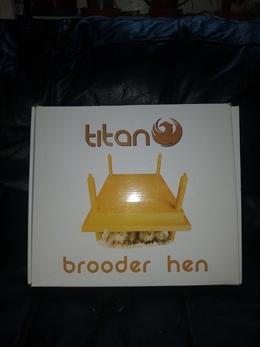 Titan chick chicken - chicken/, hen
