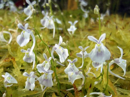 Utricularia saundersii - utricularia,