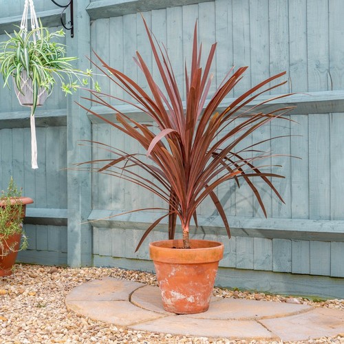 Cordyline red star - red,