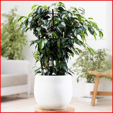 Large 30-40CM Tall Exotic Tree Ficus Benjamina Weeping Fig Indoor Plant in Pot
