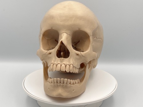 Anatomically correct human - anatomically,
