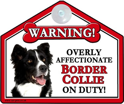 Border collie dog - border,