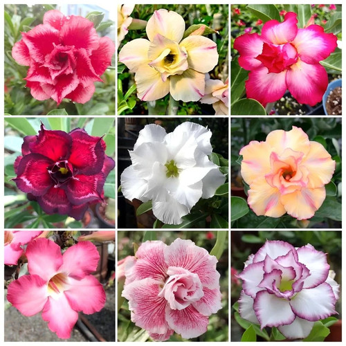 125 mixed color desert rose - mixed,