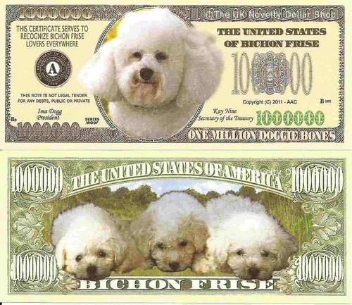 Bichon frise dog - bichon,