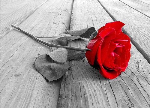 Red rose bedroom photo - , wall