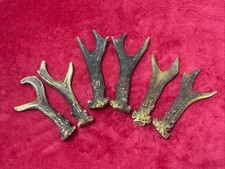 3 PAIRS OF ROE DEER ANTLERS